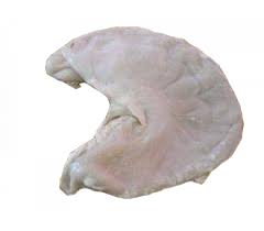 Dạ dày